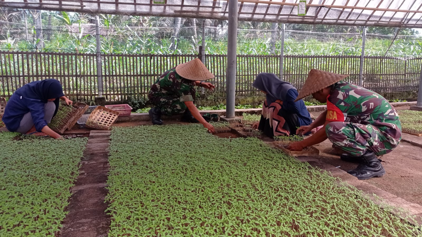 Danramil Aikmel Bantu Petani Dukung Swasembada Pangan – Media ...